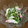早起きまま's cooksnap of when they made 蒲鉾と菜の花✿めんたマヨネーズ和え.