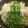 ふ〜あちゃん's cooksnap of when they made もつ鍋風！無限ごま油鍋.