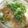 komasan♪'s cooksnap of when they made 半熟卵のおかか納豆雑炊.