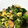 Muffin33's cooksnap of when they made 簡単！大根の葉炒め.