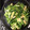 クックGE6JJI☆'s cooksnap of when they made 小松菜の油炒め.