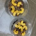 はるママ＊'s cooksnap of when they made 簡単！リアルなカブトムシの幼虫　2012.