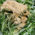 ちゃぎー's cooksnap of when they made 我が家の減塩　水菜のおひたし.