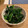 まきっぺ♪'s cooksnap of when they made 簡単ほうれん草の胡麻和え　☆☆☆.