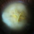 クックYAYVMD☆'s cooksnap of when they made ほっこり♡蕪のお味噌汁〜白味噌仕立て〜.