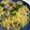 yujif's cooksnap of when they made 旬のあさりと菜の花のボンゴレ☆春パスタ.