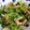 sakuume1's cooksnap of when they made 豆苗とシメジの簡単炒め.