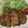 みにゃくろ's cooksnap of when they made ご飯がススム！豚ロースとんてき.