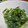 twママ's cooksnap of when they made 大人味☆菜の花のマヨわさび和え｡:°ஐ♡.
