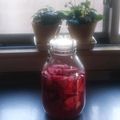 チコリママ's cooksnap of when they made ☆赤大根甘酢漬け☆.