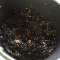 momoharu_f's cooksnap of when they made ごはんに♪梅の実入りひじきのふりかけ.