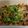 MaConci's cooksnap of when they made 常備菜　牛肉レンコン.