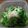 クックZD3CWA☆'s cooksnap of when they made 食事療法！！こかぶのお浸し.