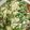 クック7FNN0F☆'s cooksnap of when they made レンジで水切り＊簡単さつま芋の白和え.