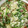 クック7FNN0F☆'s cooksnap of when they made レンジで水切り＊簡単さつま芋の白和え.