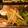 Kori_chan's cooksnap of when they made 鯛の昆布バター蒸し.