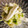 クックQBFOND☆'s cooksnap of when they made 白菜の芯とはんぺんのマヨ柚子こしょう和え.