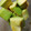 クックACOL48☆'s cooksnap of when they made ♪簡単おつまみ♪アボカドの和えもの.