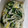 tamago大好き's cooksnap of when they made 白菜と春菊と豚肉のさっぱり中華炒め♪.