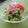 にゃんがす's cooksnap of when they made ゴーヤは無限大.