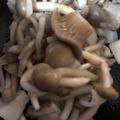ma___111's cooksnap of when they made 簡単！エリンギとしめじの麺つゆ煮.