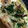 クックJQBI5B☆'s cooksnap of when they made 山芋とお豆腐のとろとろグラタン.