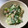 sakulady's cooksnap of when they made 青梗菜とシーチキンのマヨネーズ和え.