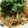 わわんわん's cooksnap of when they made 乾麺でタイ風の焼きうどん（パッタイ風）.