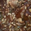 wasabee3's cooksnap of when they made 大豆缶でポークビーンズ.