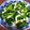 かな茶's cooksnap of when they made ほうれん草とブナピーのおひたし.