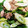 alice1990's cooksnap of when they made ネギが甘～い！やみつき長ねぎ！.