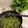 ｡りんご。's cooksnap of when they made 葉っぱ付き大根の保存＆葉っぱでふりかけ.