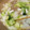 ちまてぃ〜's cooksnap of when they made 白菜のとろみ煮.