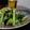 ダイナマイト漆黒's cooksnap of when they made タアサイのツナ炒め～花椒風味～.