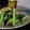 ダイナマイト漆黒's cooksnap of when they made タアサイのツナ炒め～花椒風味～.
