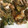 クック25VUUI☆'s cooksnap of when they made さつま揚げと長葱のマヨソテー.