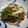 ＪＵＮＷ's cooksnap of when they made 牛肉とワケギの梅和え.