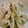 かとりぬ's cooksnap of when they made 常備菜 簡単 蒸し鶏.