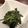 りきちゅん's cooksnap of when they made ニラと海苔のナムル.
