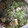 momoazeru's cooksnap of when they made 厚揚げと水菜の煮物（和風あんかけ）.