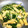 マコミコ's cooksnap of when they made 水菜とお揚げの炊いたん.
