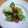 あゆはと's cooksnap of when they made 春の味♡祝蕾(しゅくらい)ベーコンソテー.