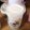 のりこったん's cooksnap of when they made バナナレモンシェイク.
