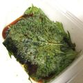 keikoree's cooksnap of when they made 大葉しょう油漬け！.