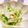 はるシェフ's cooksnap of when they made 白菜とツナのサラダ.