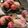 ♪cooking♪'s cooksnap of when they made 自家製　桜の葉塩漬け.