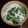 だめよめ's cooksnap of when they made 菊菜のマヨで簡単白和え.