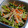ひよこさん♪'s cooksnap of when they made 大根の葉とえのきだけの塩昆布炒め.
