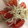 ma___111's cooksnap of when they made ミニトマトと静岡産釜揚げしらすのサラダ.