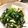 クックQ1532P☆'s cooksnap of when they made ほうれん草とツナ塩昆布のレモン和え.
